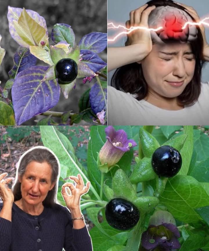 Deadly Nightshade (Atropa belladonna): The Mysterious and Dangerous Plant with a Dark Legacy
