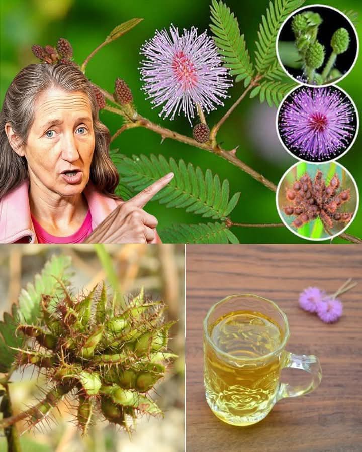 The Healing Benefits of Mimosa Pudica: Uses and Medicinal Value