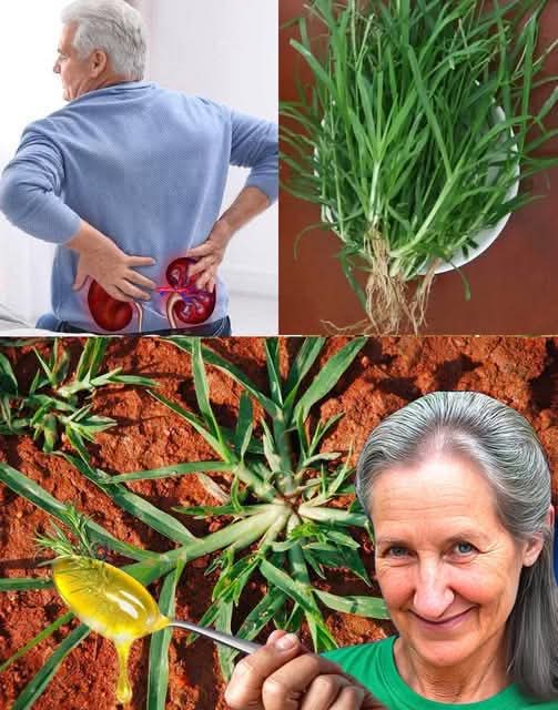 Goosegrass (Eleusine indica): The Unsung Hero for Kidney Health 🌿💧