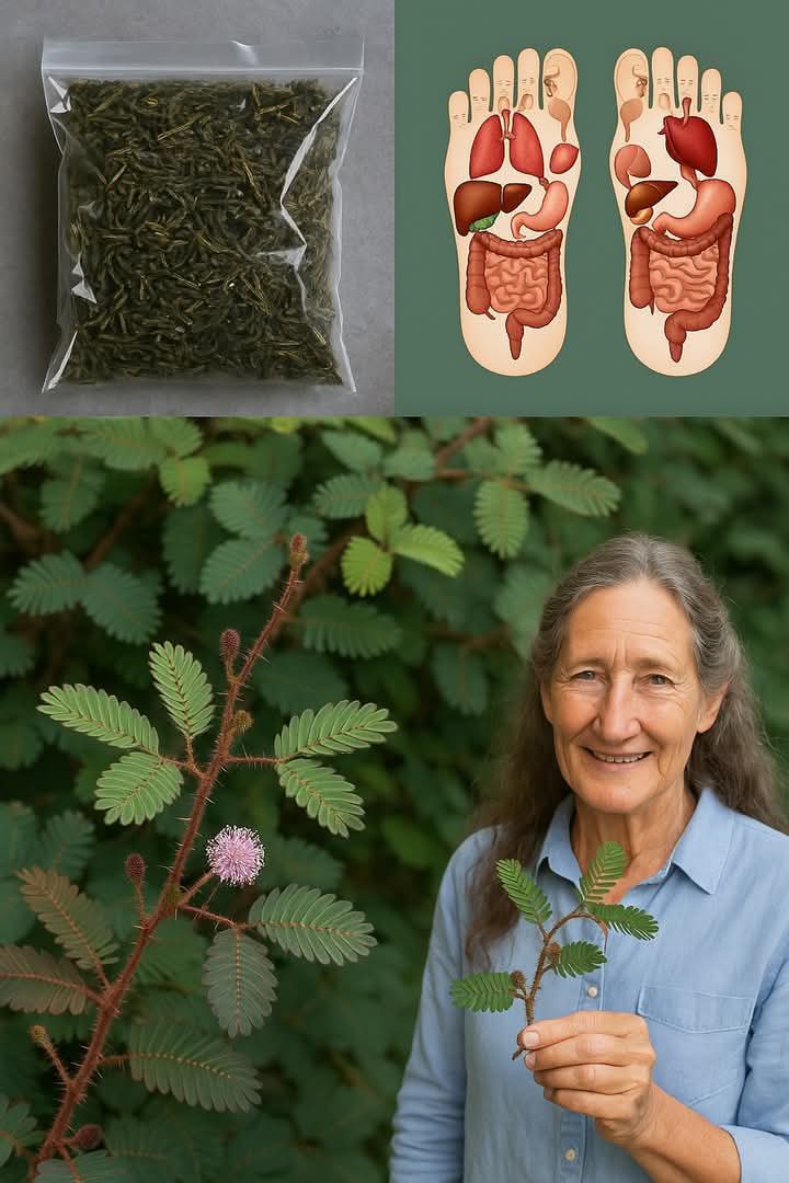 The Healing Benefits of Mimosa Pudica: A Hidden Gem in Natural Medicine