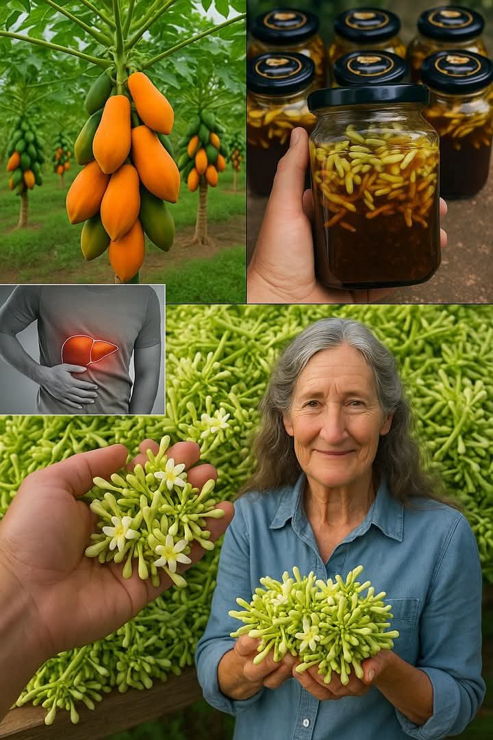 Papaya Flowers Soaked in Honey: A Potent Natural Remedy