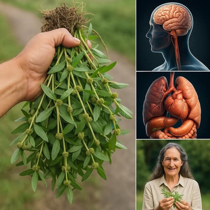 Euphorbia Hirta: 9 Remarkable Health Benefits of This Overlooked Healing Plant