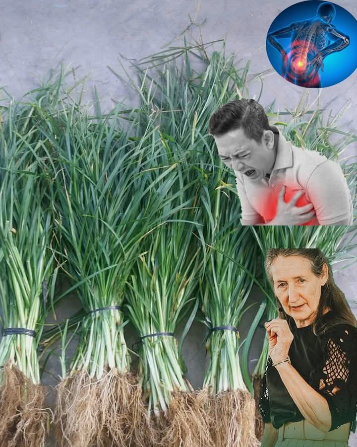 How Goose Grass Can Heal You: A Natural Remedy For Dozens Of Diseases