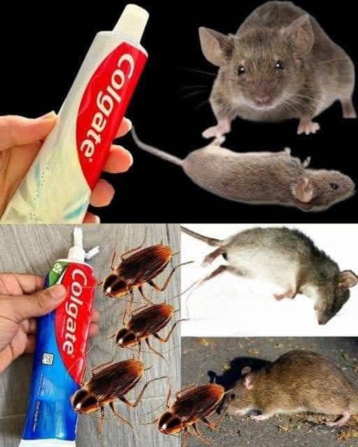 Stop Wasting Money on Mouse, Cockroach, and Ant Poisons..