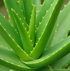 Say Goodbye to Cancer and Vision Problems with This Powerful Homemade Remedy