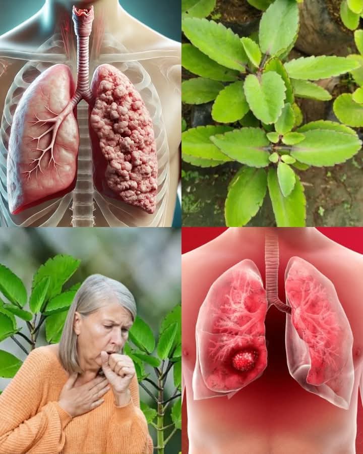 The Miracle Leaf of Life: 11 Surprising Benefits and How to Prepare a Simple Tea