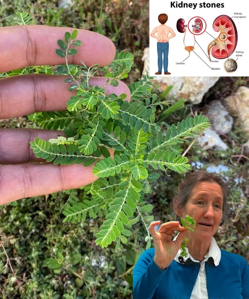 The Plant That Balances Blood Sugar, Eliminates Kidney Stones, and Boosts Your Immune System