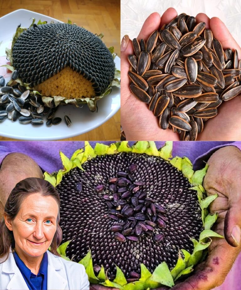 16 Secrets About the Benefits and Risks of Sunflower Seeds – How Should We Use Them?