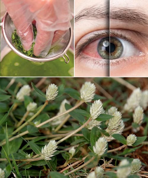 Sessile Joyweed (Alternanthera sessilis): 6 Incredible Health Benefits and How to Use It Naturally