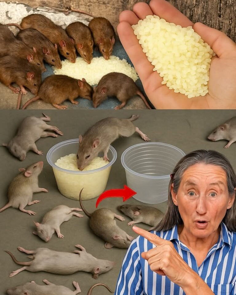 Effective Against: Rats