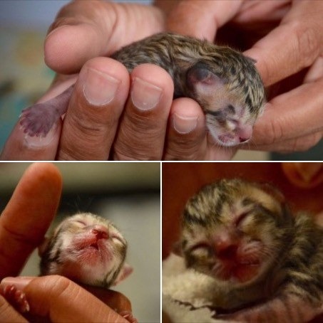 Simba the Fishing Cat: A Tiny Survivor’s Journey from Abandonment to Hope