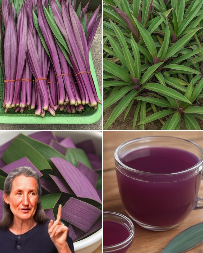  The Purple Maguey: Nature’s Hidden Treasure for Health and Heritage