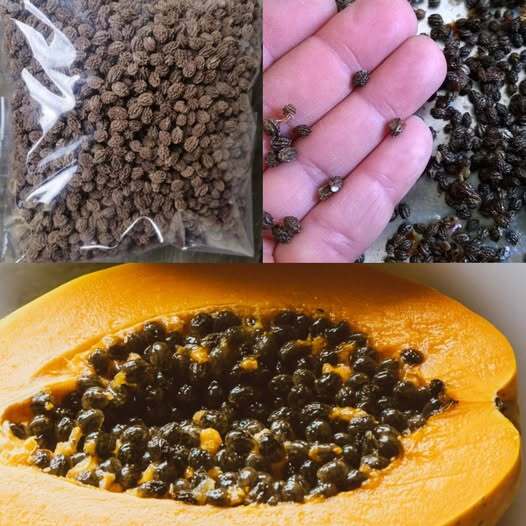 The Surprising Health Benefits of Papaya Seeds