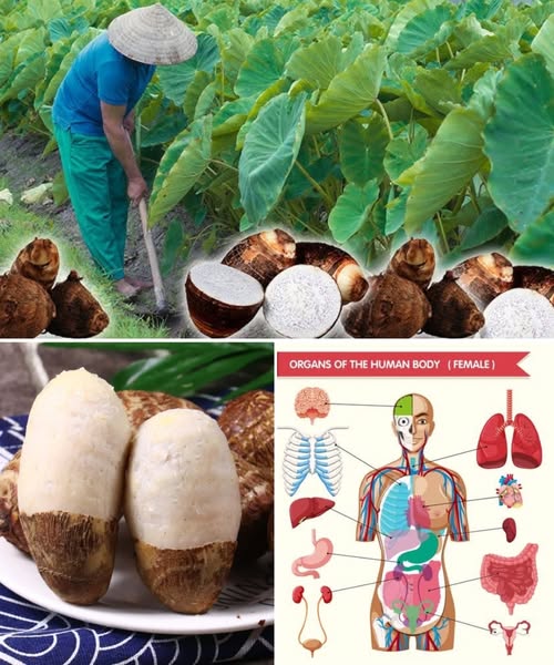 Taro Root: A Tropical Treasure for Your Kitchen and Health
