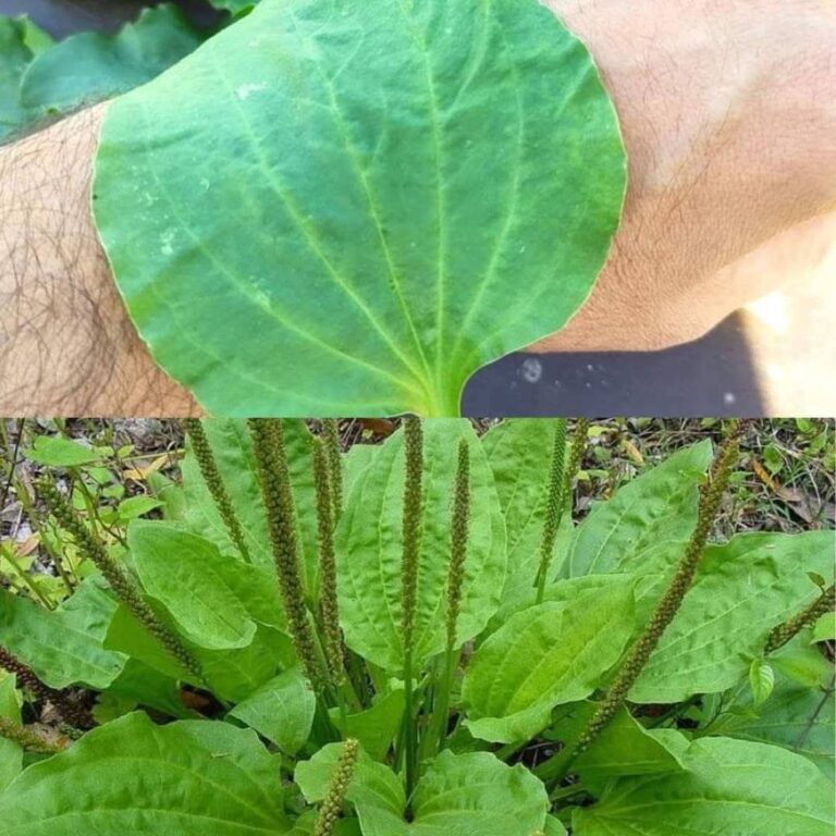 The Incredible Healing Power of Plantago Major (Broadleaf Plantain)