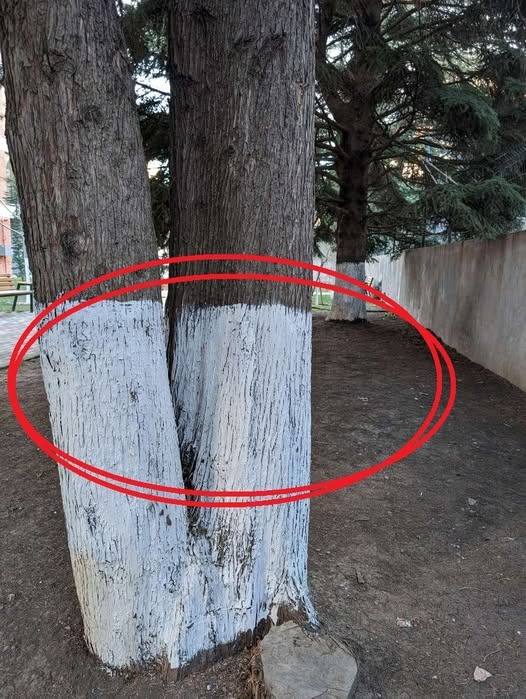 What White-Painted Trees Are Really Telling Us
