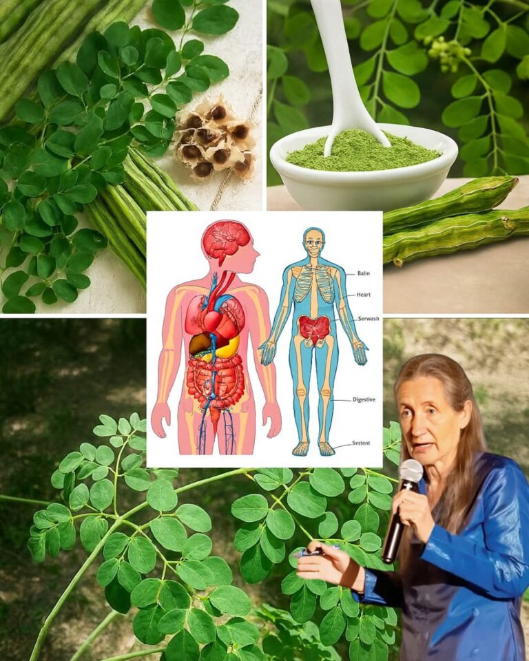 Sida Rhombifolia: A Traditional Herb for Wellness Support and Safety Tips